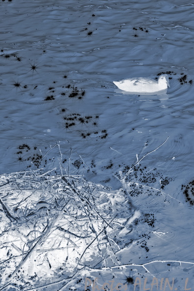 Foulque macroule surveillant ses oeufs - Villers cyanotype