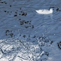 Foulque macroule surveillant ses oeufs - Villers cyanotype