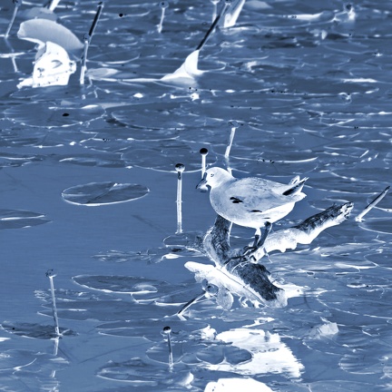 Gallinule - Poule d\'eau- Grouchy cyanotype