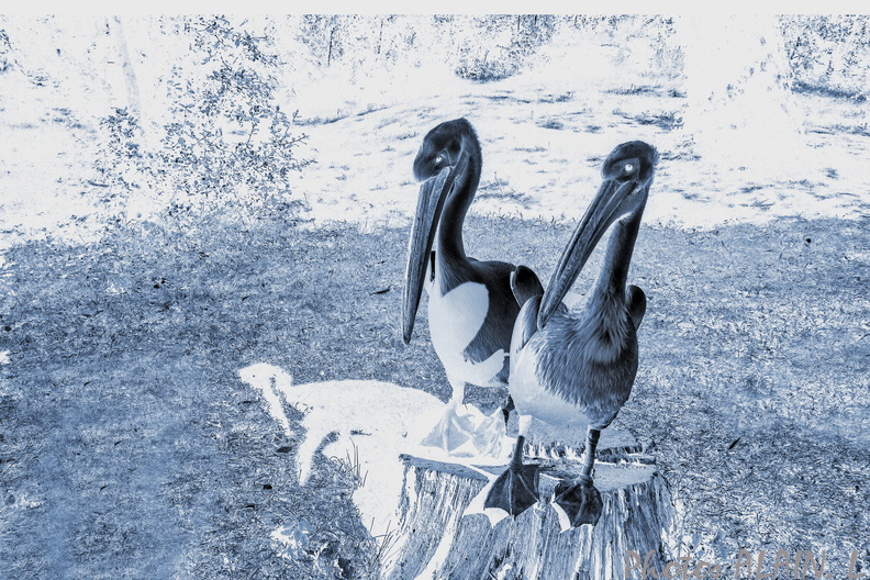 La  Palmyre Zoo Pelicans cyanotype.jpg