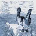 La  Palmyre Zoo Pelicans cyanotype