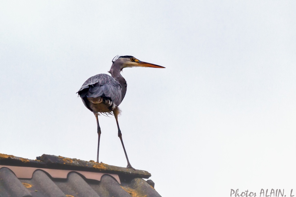 SOA - Heron sur mon toit