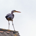 SOA - Heron sur mon toit.jpg