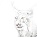 HighKey - Lynx.jpg