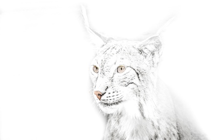 HighKey - Lynx