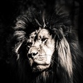 LowKey - Lion.jpg
