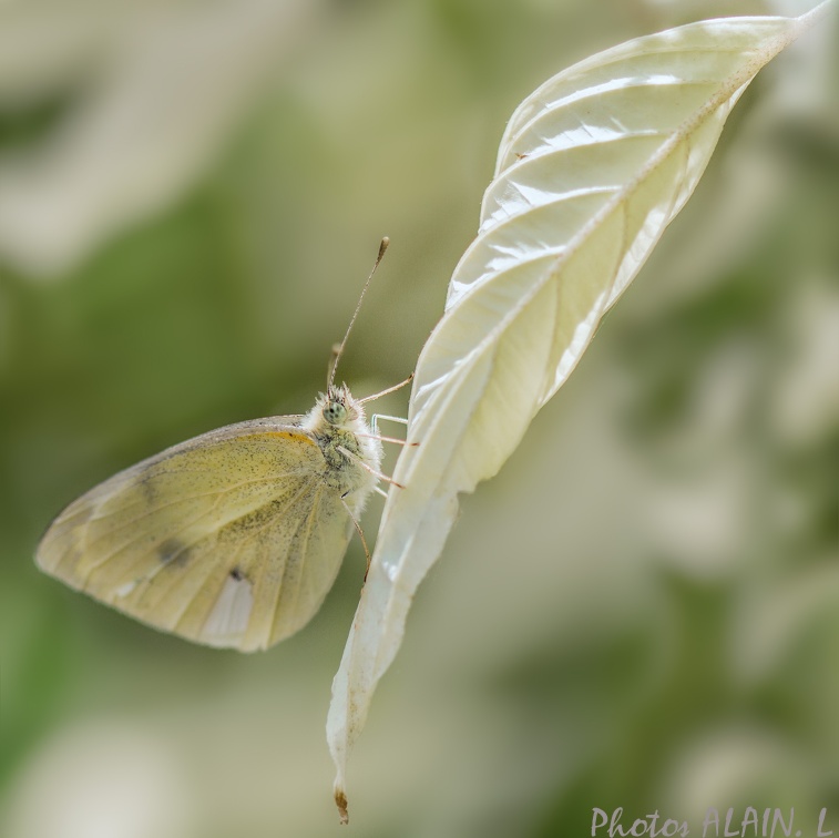 Papillon - Un Pieride du chou