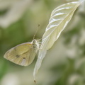 Papillon - Un Pieride du chou