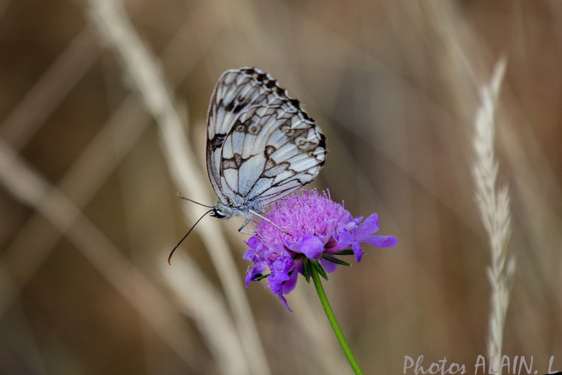 Vernet les Bains - Papillon Galathea sur sa fleur