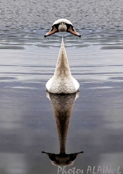Cygne blanc face to face