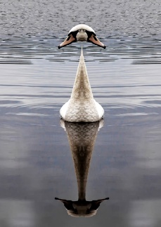 Cygne blanc face to face