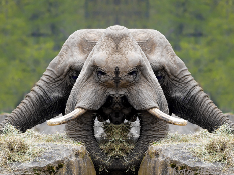 Elephants face to face