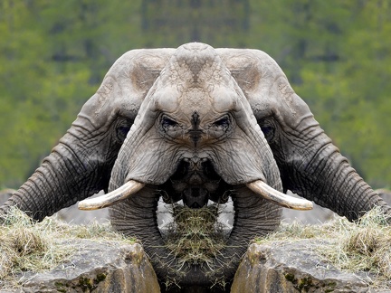 Elephants face to face