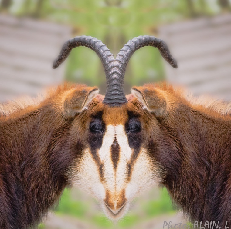 Gazelle face to face