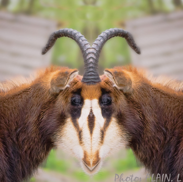Gazelle face to face