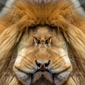 Lion face to face.jpg