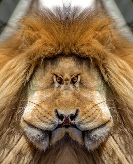 Lion face to face