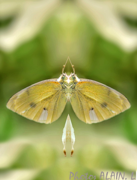 Papillon face to face