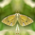 Papillon face to face.jpg