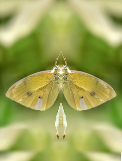 Papillon face to face