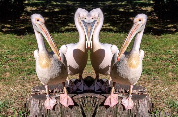 Pelican face to face