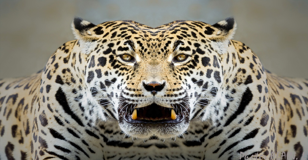Tigre face to face