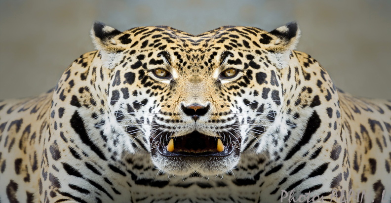 Tigre face to face