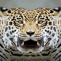 Tigre face to face.jpg