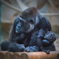 Sologne - Beauval - Bebe gorille