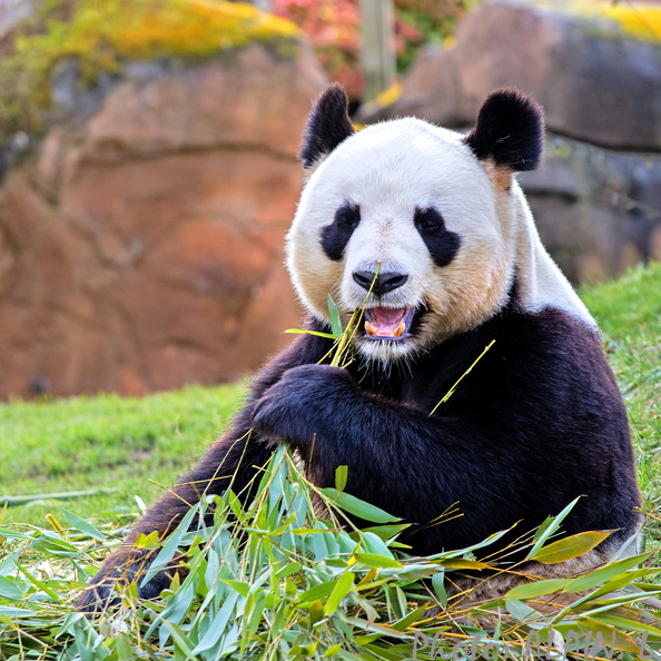Sologne - Beauval - Panda geant 1.jpg
