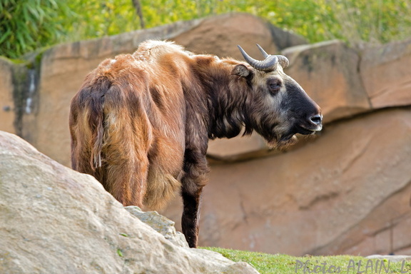Sologne - Beauval - Takin