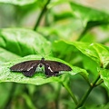 Papillon 3.jpg