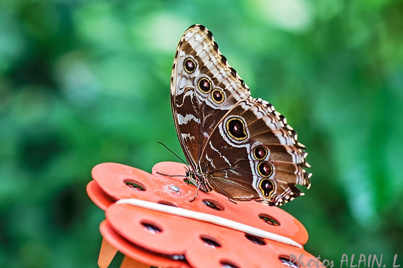 Papillon 6.jpg