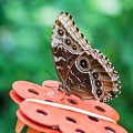 Papillon 6.jpg