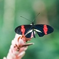 Papillon 10.jpg