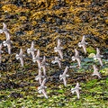 Bretagne becasseaux sanderling1
