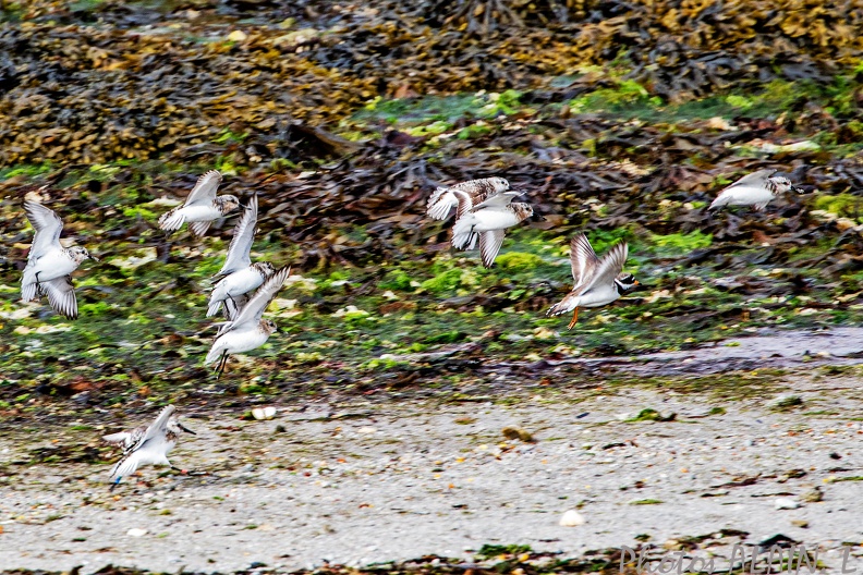 Bretagne becasseaux sanderling.jpg