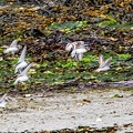Bretagne becasseaux sanderling