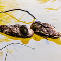Canards - Sieste sur eau