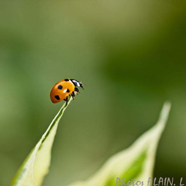 Coccinelle - equilibre.jpg