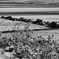 1-Cabourg -  Chardons sur la plage