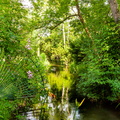 Giverny - Le jardin japonnais.jpg