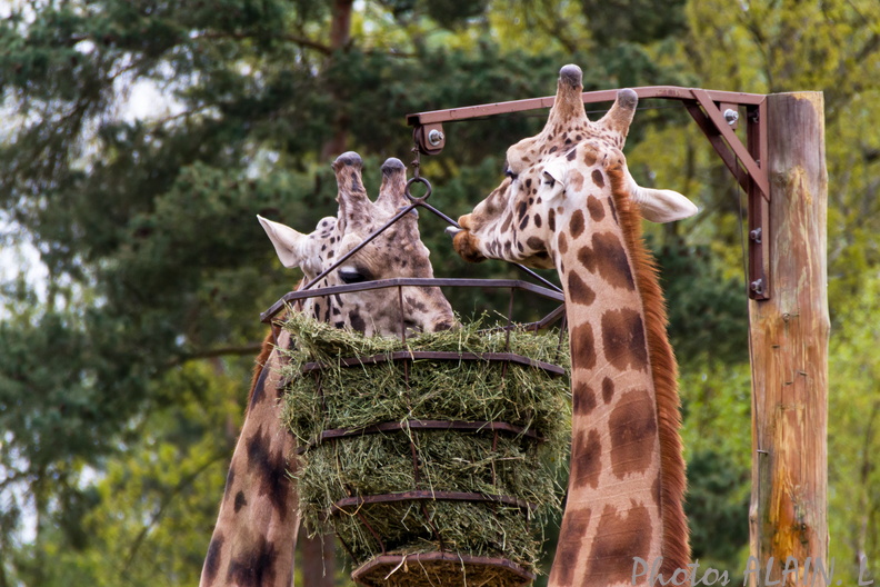 Thoiry - Girafes repas.jpg