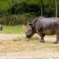 Thoiry - Le rhinoceros.jpg