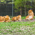 Thoiry - Lions.jpg