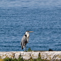 Evian - Heron du lac.jpg
