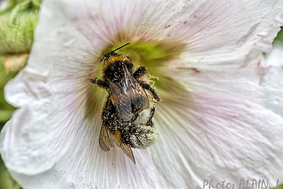 Bourdon - Partage du pollen