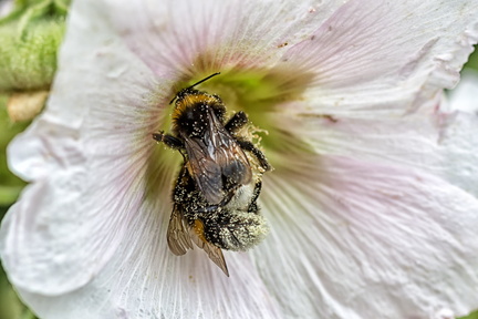 Bourdon - Partage du pollen
