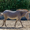 La  Palmyre Zoo (52).jpg