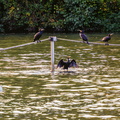 SOA - Oise - Bavardages de cormorans.jpg